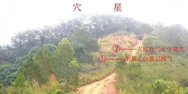 道家龙脉生基续命之赌王何鸿燊：为续命花20亿种生基